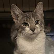 Thumbnail photo of Archie #2