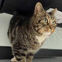 Thumbnail photo of Brookie #1