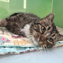 Thumbnail photo of Brookie #2