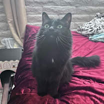 Thumbnail photo of Luna #1