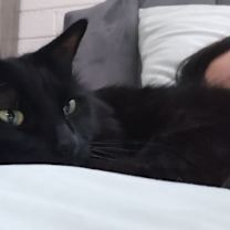 Thumbnail photo of Luna #4