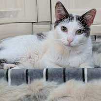 Thumbnail photo of Chatty #1