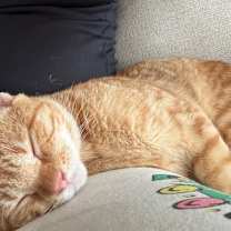 Thumbnail photo of Audley Freed    (SUPER FRIENDL #3