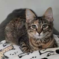 Thumbnail photo of MATCHA #1