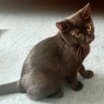 Thumbnail photo of Toffee #2