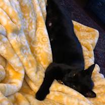 Thumbnail photo of Kuro #2