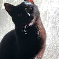 Thumbnail photo of Kuro #4