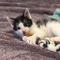 Thumbnail photo of Cindersap #2