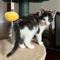 Thumbnail photo of Cindersap #3