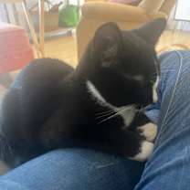 Thumbnail photo of Mickey #3