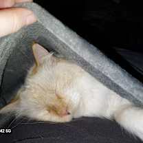 Thumbnail photo of Diamond #2