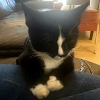 Thumbnail photo of Mickey #4