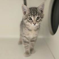 Thumbnail photo of Durian #3