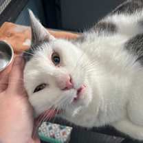 Thumbnail photo of Sussex #2