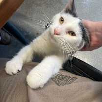 Thumbnail photo of Sussex #3