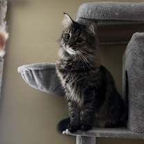 Thumbnail photo of Princess #2