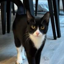 Thumbnail photo of Ebony #2