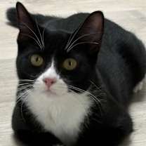 Thumbnail photo of Ebony #4