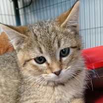 Thumbnail photo of Butter Roll #1