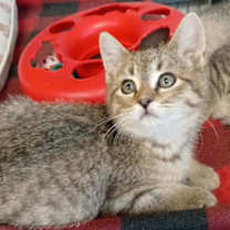 Thumbnail photo of Butter Roll #2