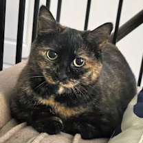 Thumbnail photo of Bunckler #1