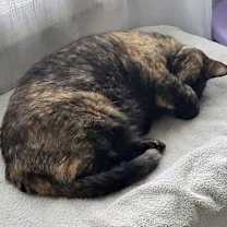 Thumbnail photo of Bunckler #3