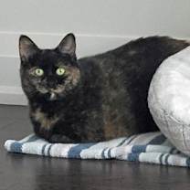 Thumbnail photo of Bunckler #4