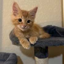 Thumbnail photo of Orpheus AM #1