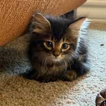 Thumbnail photo of Thanatos AM #2