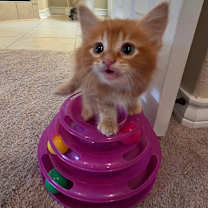 Thumbnail photo of Orpheus AM #2