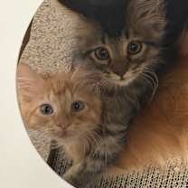 Thumbnail photo of Orpheus AM #3