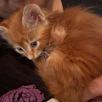 Thumbnail photo of Orpheus AM #4