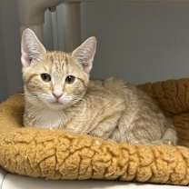 Thumbnail photo of Airhead #1