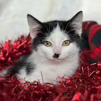 Thumbnail photo of Marie Callender #1