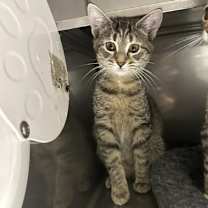 Thumbnail photo of Bubblegum #2