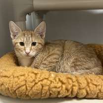 Thumbnail photo of Airhead #2