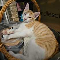 Thumbnail photo of Columbus #2