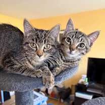 Thumbnail photo of Spinach in Vienna, VA #1