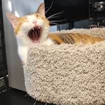 Thumbnail photo of Mia #2