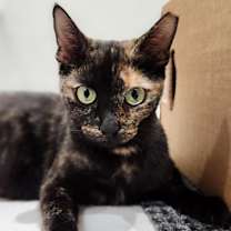 Thumbnail photo of Maxine  (Tipsy Tabby) #1