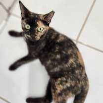 Thumbnail photo of Maxine  (Tipsy Tabby) #2