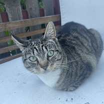 Thumbnail photo of Azreal #1