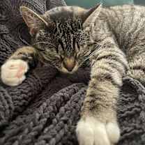 Thumbnail photo of Azreal #2