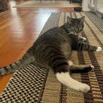 Thumbnail photo of Azreal #3