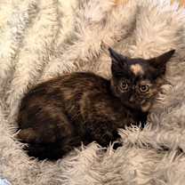 Thumbnail photo of Camilla #1