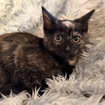 Thumbnail photo of Camilla #2