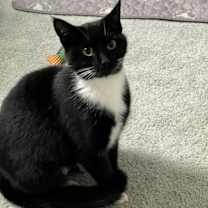 Thumbnail photo of Cosmo #2