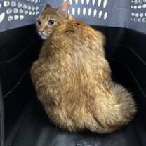 Thumbnail photo of Carpenter #1