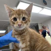 Thumbnail photo of Carpenter #2