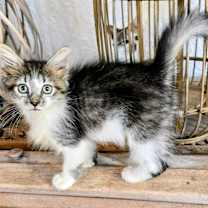 Thumbnail photo of Noel #1